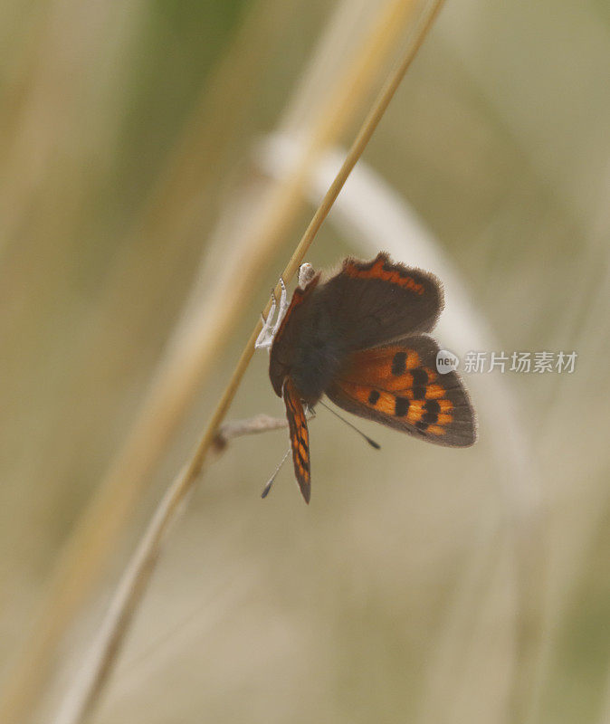 小铜蝶(Lycaena phlaeas)雌